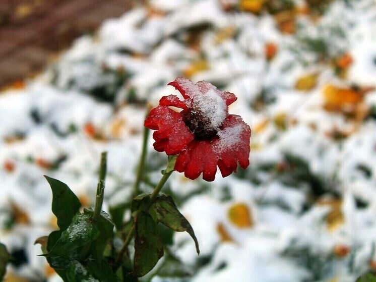 Омск переживает поистине необычную осень — метеорологическая обстановка в регионе выбивается из привычных климатических рамок