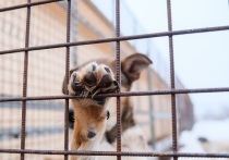 В Каспийской столице продолжают появляться новые законотворческие инициативы на «околособачью» тему