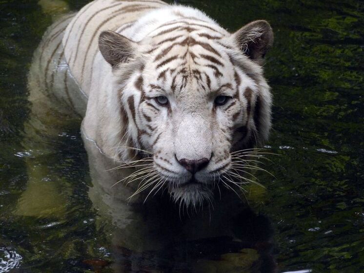 В пяти километрах от Хабаровска тигр охотится на жителей дачного массива