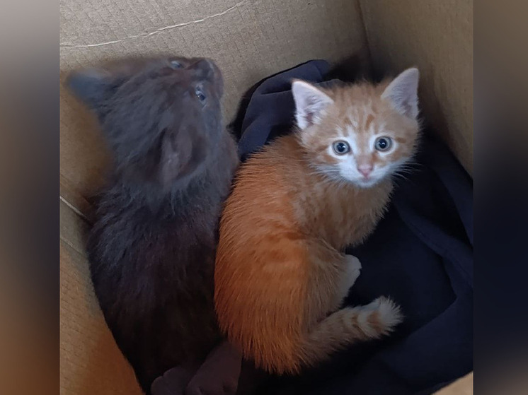 Новгородские приставы нашли хозяев для кошки и двух ее малышей