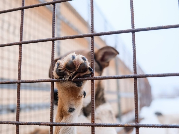 Астраханцев будут наказывать рублем за сокрытие бездомных собак