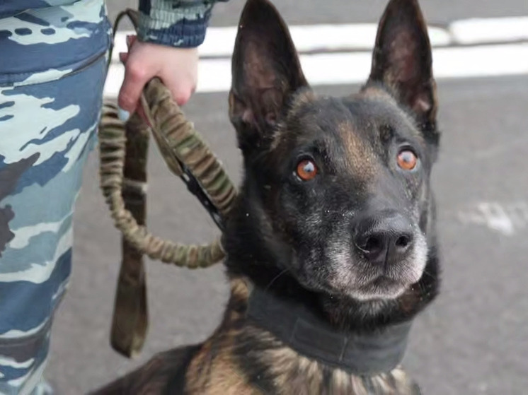 В Ленобласти служебный пес полицейских Ямато помог задержать террориста