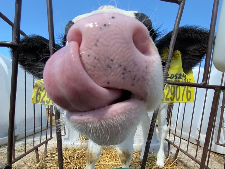 Калужан просят не покупать молочку и мясо на стихийных рынках