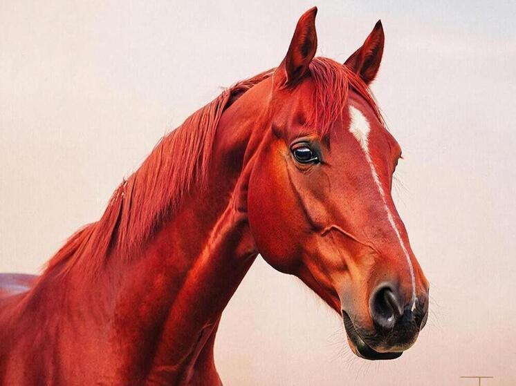 2026 год какого животного: Символ года — Красная Огненная Лошадь