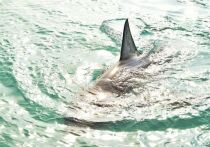 Крупная акула убила женщину и ранила мужчину во время нападения на пляже в Новом Южном Уэльсе (Австралия)