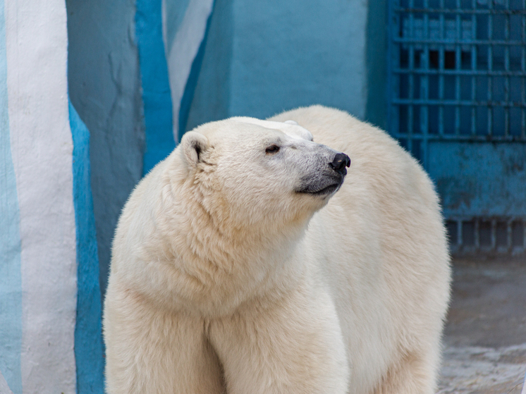 Звезде новосибирского зоопарка — белому медведю Каю — исполняется 18 лет