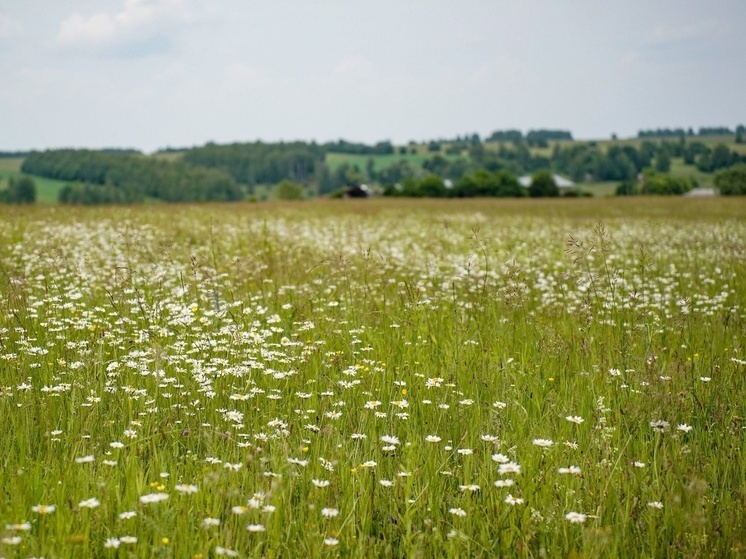 С сентября в Тульской области изменились правила оформления дачных домов