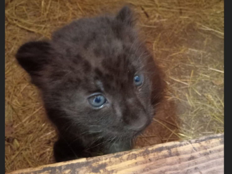 В зоопарк Белгорода приедет черная пантера