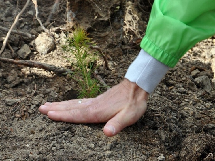 В Запорожской области стартовала масштабная программа лесовосстановления