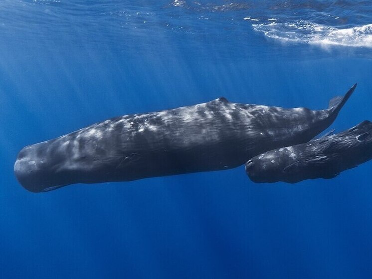 55-летний житель Таиланда выставил на продажу амбру, стоящую миллионы долларов