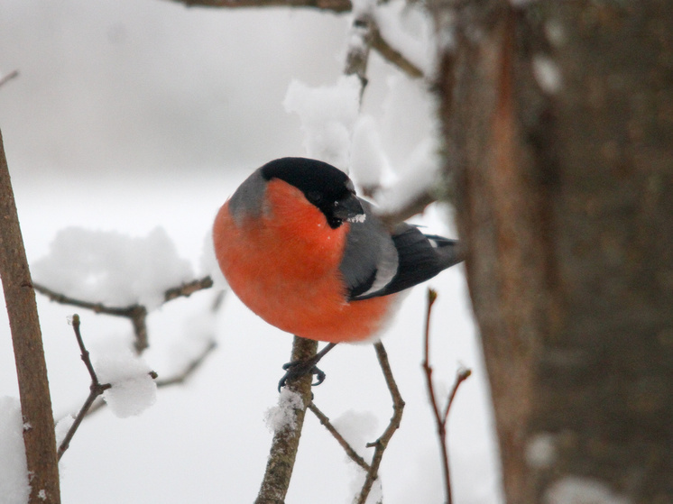 Птичку жалко, но нужно знать