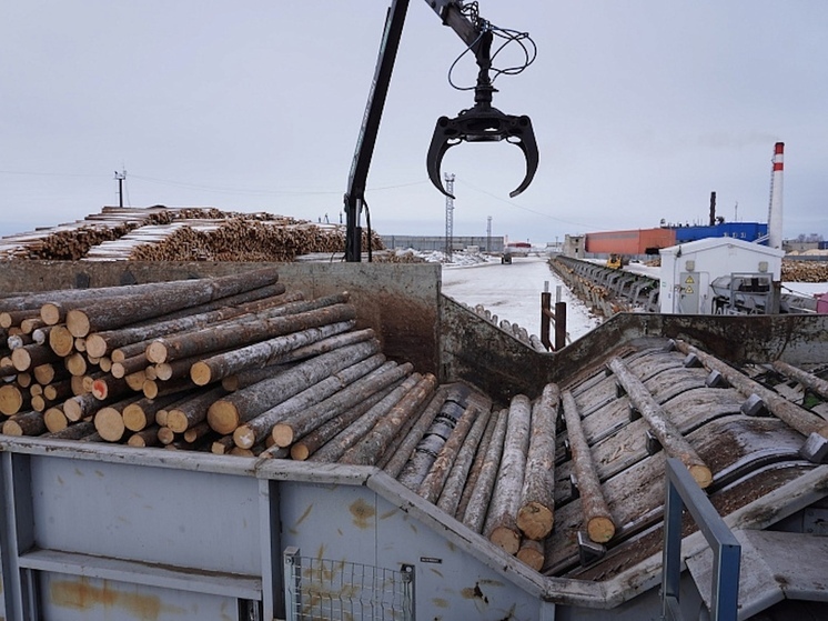 В Поморье хотят обязать арендаторов леса осваивать расчетную лесосеку