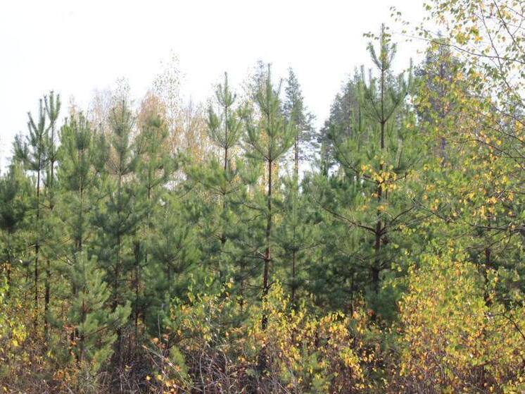 Правительство Чувашии расширило перечень льготников для покупки лесонасаждений