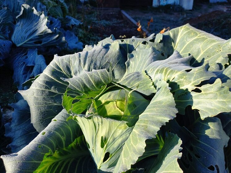 Огурцы и капуста стали дешевле в Забайкалье за неделю