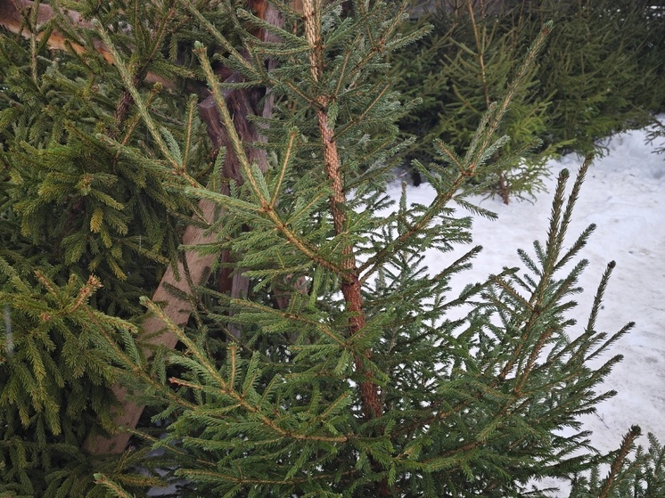 Пять точек под елочные базары определили в Череповце