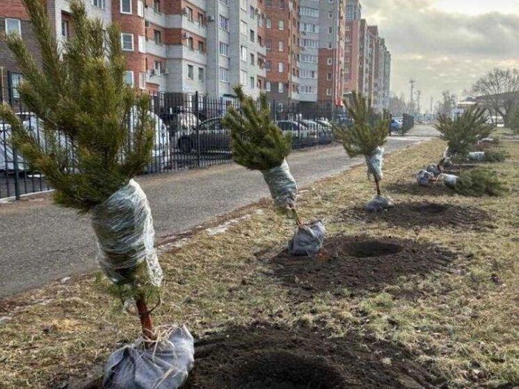 В Омске продолжается озеленение улиц и жилых массивов