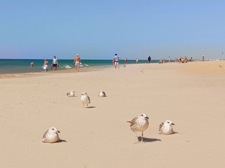 Кубанцы могут поучаствовать в создании видеоклипа краснодарской группы Homoneuros в поддержку Анапы