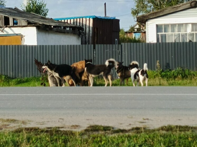 Прокуратура помогает школьнику из Белого Яра получить компенсацию за укус собаки