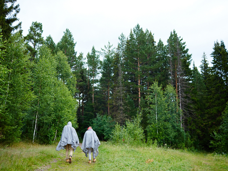 Самарские лесники подготовили больше 10 тысяч семян для лесовосстановления