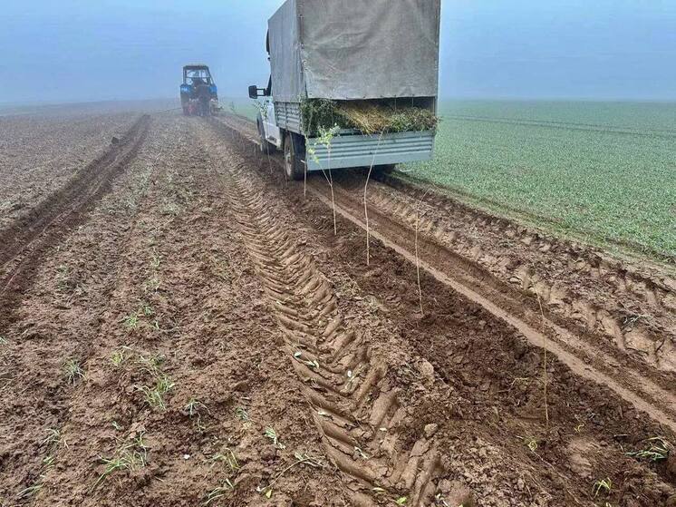 Ставропольский край выполнил годовой план лесовосстановления на 2025 год