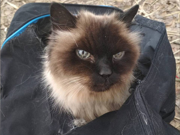 Воронеж стал лидером по отправке животных в путешествие без сопровождения