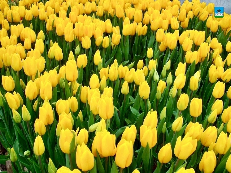 В Орле появится клумба с 30 тысячами тюльпанов
