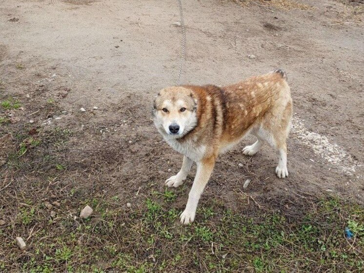 В Костроме начались рейды по выявлению собачников-нарушителей