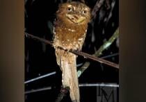 Редкие птицы справили новоселье в Московском зоопарке