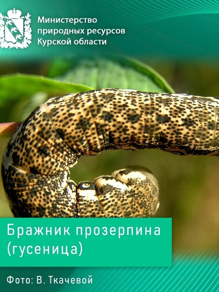 В курскую Красную книгу внесли исчезающих бабочек и жуков