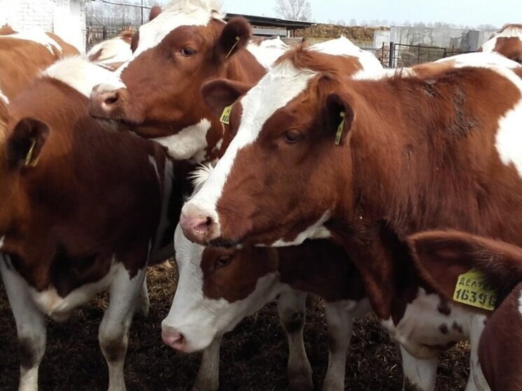 Воронежская и Ростовская области окажут поддержку аграрному сектору ЛНР и ДНР