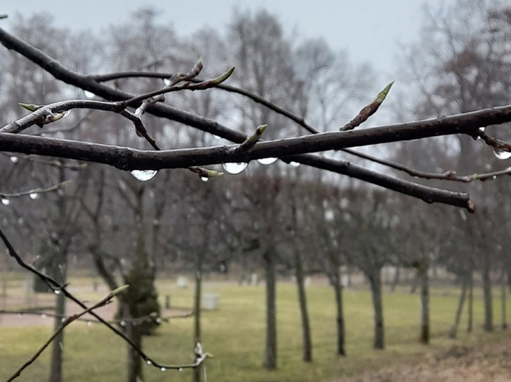 На смену мокрому снегу в Новгородской области придет дождь