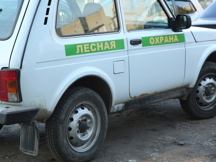 Более гектара леса в Уфе будет вырублено из-за заражения вредителем