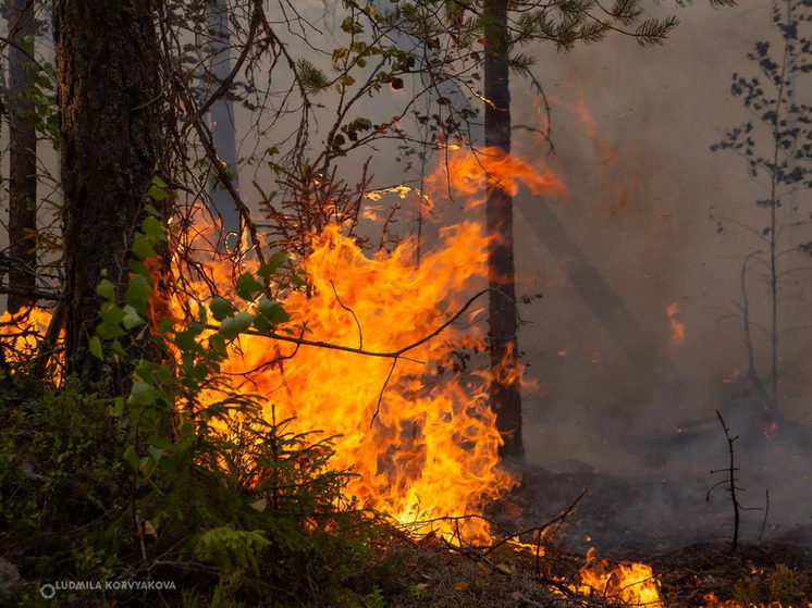 В Карелии пользователи лесных ресурсов уклоняются от ответственности за возникновение пожаров
