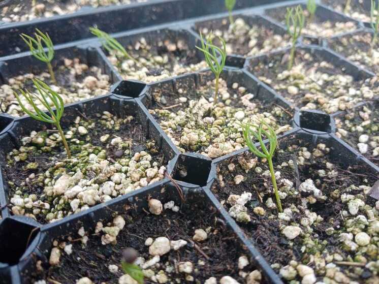 Вологодская область перевыполнила план по лесовосстановлению на 2025 год