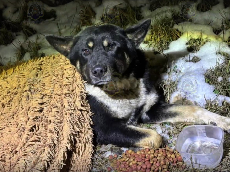 В Чудовском округе автоинспекторы помогли спасти раненую собаку