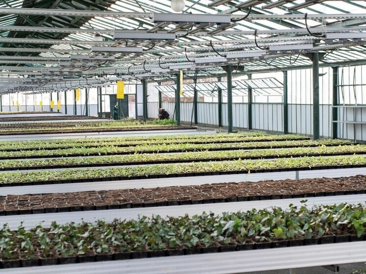 В Симферополе высадят 40 тысяч весенних цветов