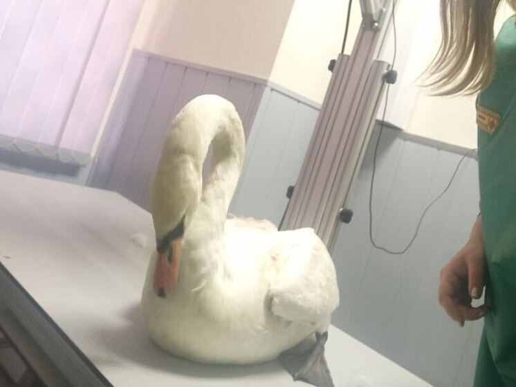 Загадочное состояние лебедя озадачило саратовских зооволонтеров
