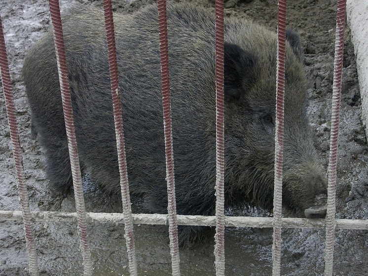 Зоозащитница Голяк: при встрече с кабаном нужно держаться на расстоянии и не провоцировать его