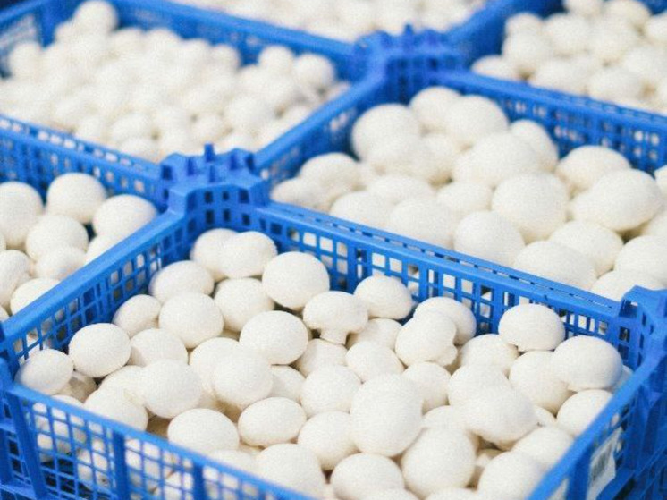 Калужские шампиньоны ест вся страна