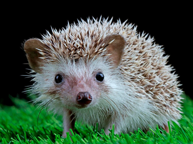 Минприроды Липецка призывает спасать «спящих» колючих друзей