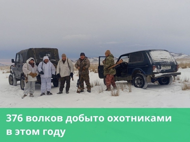 Какие меры принимают власти Тувы для борьбы с волками?