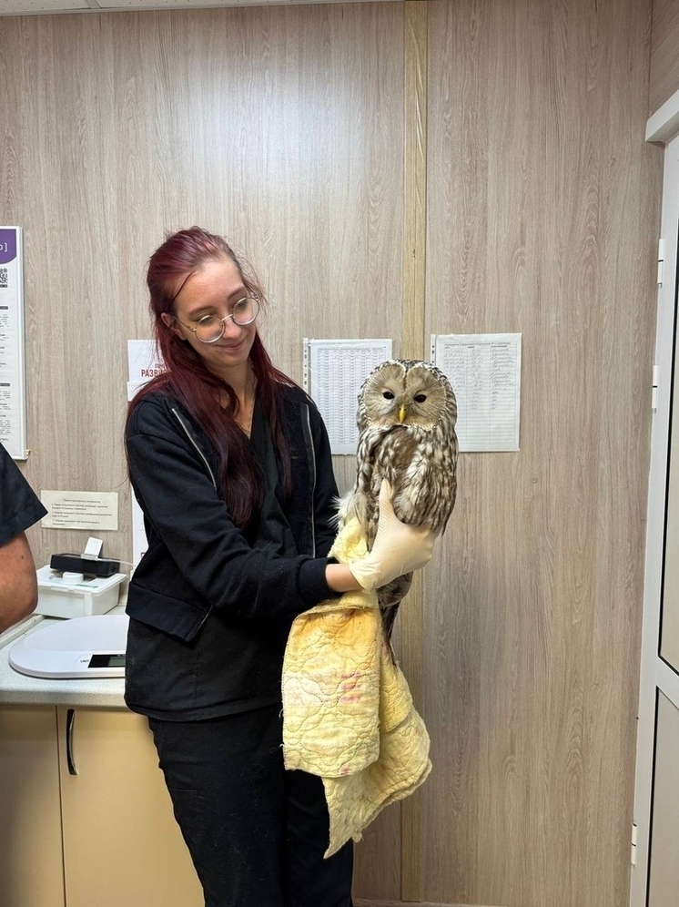 В Ярославле ветврачи вылечили лесную сову