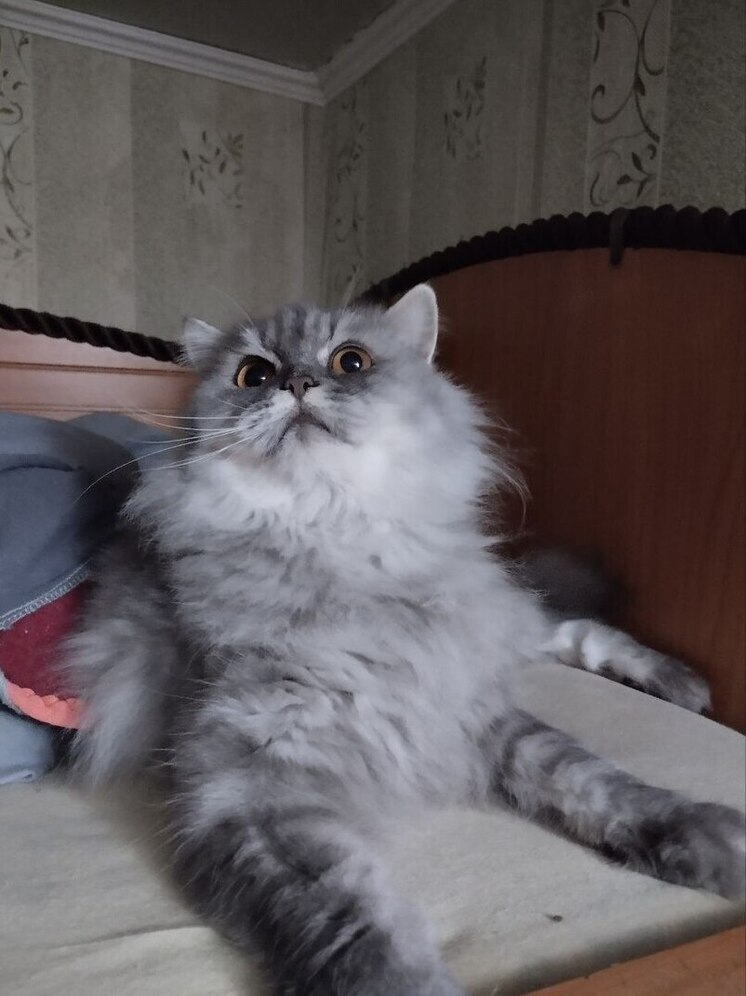 Нижегородку с кошками выселили из квартиры из-за долга по ЖКУ