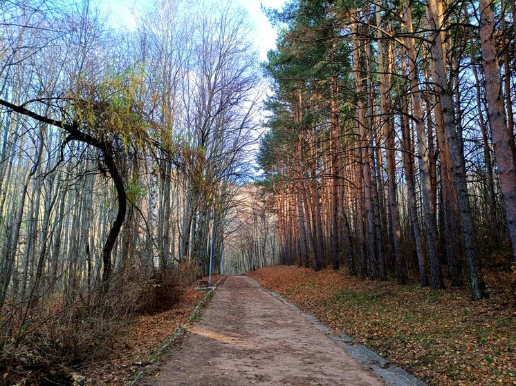 На Ставрополье подготовили 120 кг семян лесных культур