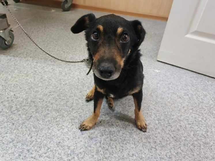 Грустного пёсика обнаружили на конечной остановке в Искателей