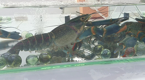 Быстро растущих раков представили на Конгрессе молодых учёных российские специалисты