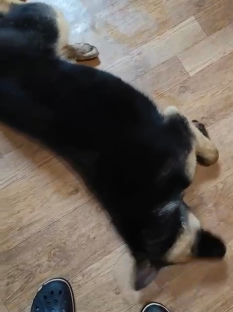 Под Истрой спасли попавшую в канаву с мазутом собаку