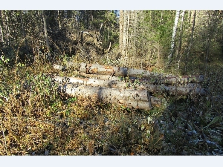 В Прикамье осуждены «черные лесорубы», спилившие около тысячи деревьев