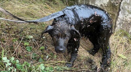 Подмосковные спасатели вытащили собаку из ямы с мазутом