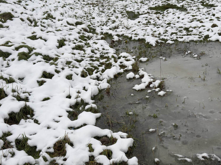 Ленинградцев 28 ноября встретит мокрым снегом и температурой до +5 градусов